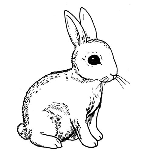 Drawing Of Rabbit Line Art Illustrations