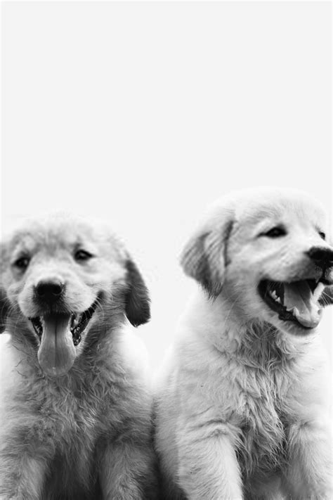 Golden Retriever Puppy In 2021 Golden Retriever Cute Puppies