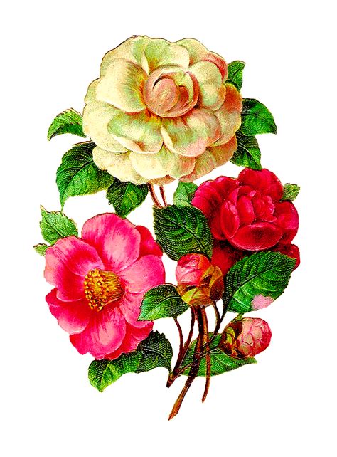 Antique Images Scrapbooking Flower Camellia Rose Clip Art