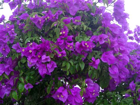 We did not find results for: File:Purple bush of bougainvilliers.jpg - Wikimedia Commons