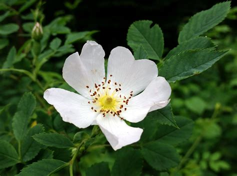 Free Images Nature Blossom White Flower Petal Botany Flora