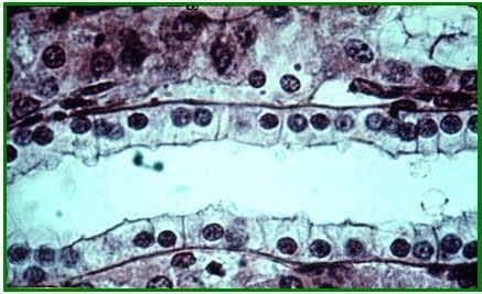 Kedua pada preparat diamati dibawah mikroskop dengan pembesaran 10x40 terlihat jelas epitel pipih. BIOLOGI GONZAGA: JARINGAN EPITHELLIUM