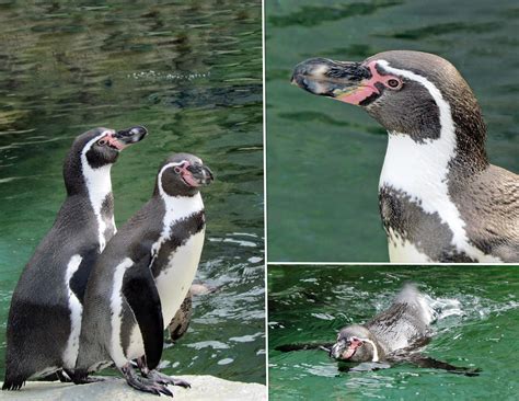 Wild And Wacky Humbolt Penguins Penguin Plunge Exhibi Flickr