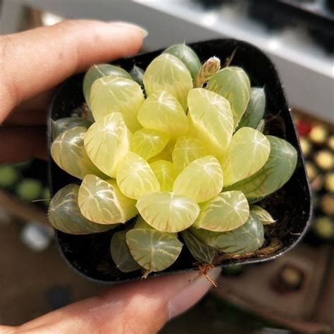 Real Live Succulent Cactus Plant Haworthia Hybrid Amber Succulent Zone