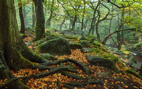 autumn  november forest trees stems roots rocks green