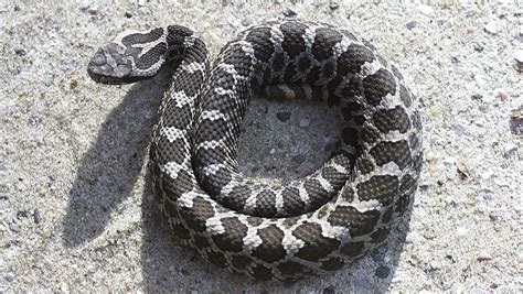 Reclusive Rattlesnake May Get Federal Protection