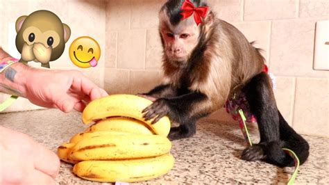 Cute Monkey Tries First Banana And Cleans Her Own Mess Youtube