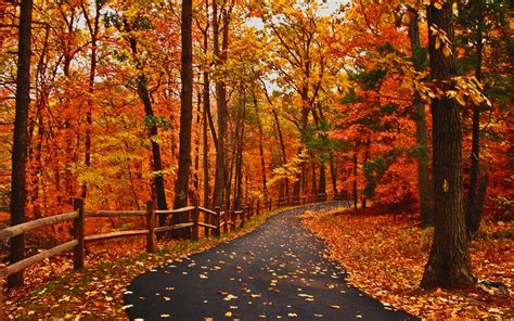Autumn Road Peaceful Great Walk Path Amazing Forest Orange Park Alley Fall Woods Cool Scenery