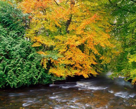 River Camcor In The Fall Co Offaly Photograph By The Irish Image