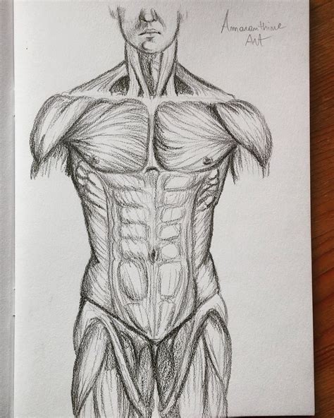 Maybe you would like to learn more about one of these? Torso Muscle Anatomy Drawing : Muscles Of The Neck And ...