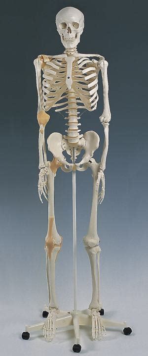 Anatomical Model Skeleton With Ligaments Leo A12 Sports Supports