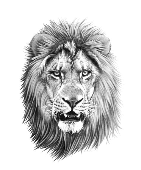 Liontattoodrawinglinework Lion Head Tattoos Lion Tattoo Lion