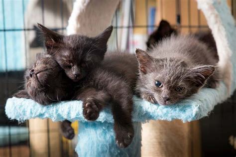 Launching A Kitten Nursery San Diego Humane Society