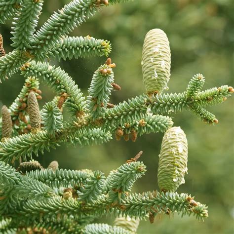 Plants Of Spanish Fir Abies Pinsapo The Original Garden