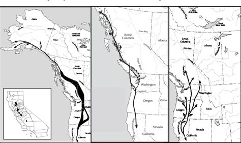 Approximate Migration Routes Of Left To Right Pacific Flyway Lesser