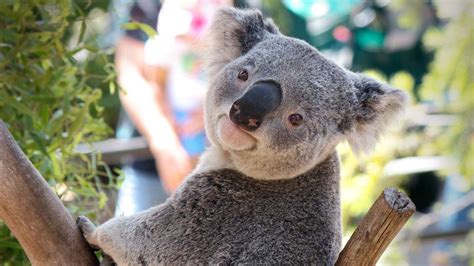 Koala Bear Wallpapers Top Free Koala Bear Backgrounds Wallpaperaccess
