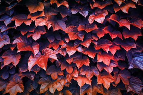Autumn Leaves 4k Hd Nature 4k Wallpapers Images Backgrounds Photos