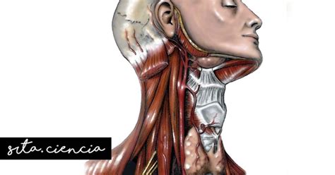 Anatomía Del Cuello Srtaciencia