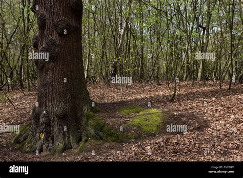 Ancient Old Trees Woodland Epping Forest Stock Photo Alamy