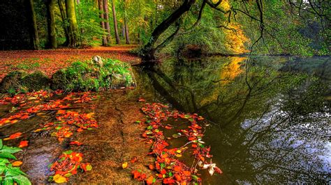 Обои Осень в лесу картинки Обои для рабочего стола Осень в лесу фото