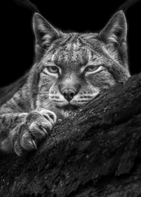 Homepage Of Wolf Ademeit Photographer Animals Animals Cats Art