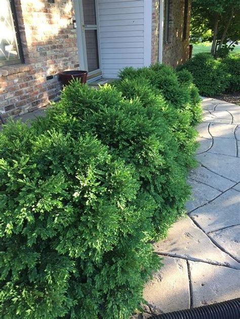 Ask A Question Forum→how To Trim Bushes