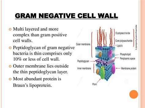 Cell Wall Definition Structure Function With Diagram Sciencing Images