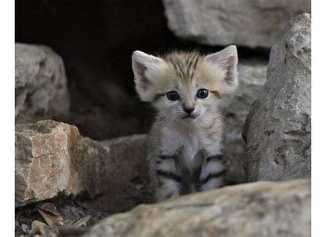 Dit is mijn top 5 verklede dieren. Lieve-dieren-uitsterven-01_large | Schattige dieren, Dieren, Baby dieren