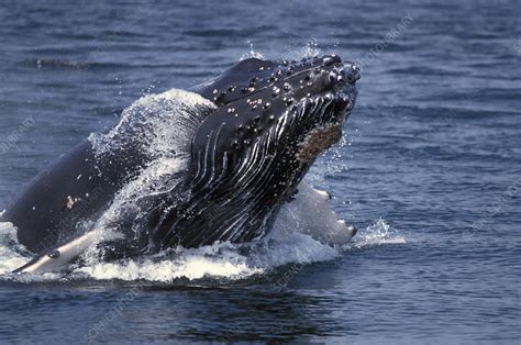 Humpback Whale Megaptera Novaeangliae Stock Image Z9200338