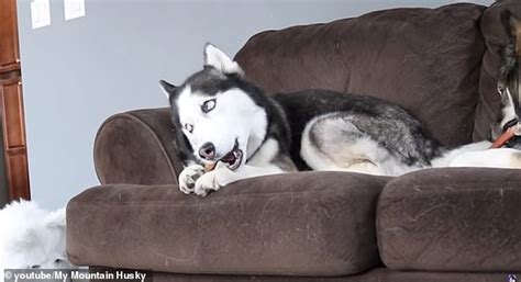 Video Shows Two Siberian Huskies Surprised By Owner Dressed As Wolf