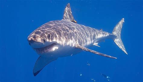 It depends on how you define smart, but in general sharks have a bigger brain, and are capable of more complex behaviors, than most people expect! Great White Sharks Seem to Have Entirely Disappeared From ...