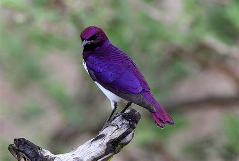 10 Striking Purple Colored Birds
