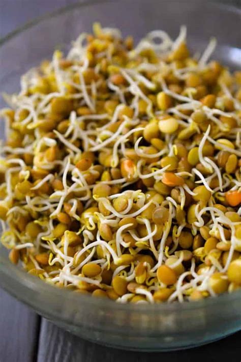 how to sprout lentils the stingy vegan