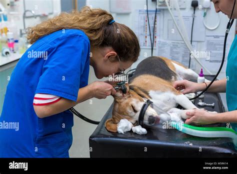 Veterinary surgeon hi-res stock photography and images - Alamy