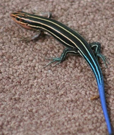 Blue Tailed Skink Poisonous The Biologian Evolution Why So Blue