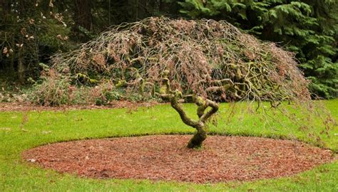 Transplanting Japanese Maple Complete Guide For Success Rennie Orchards