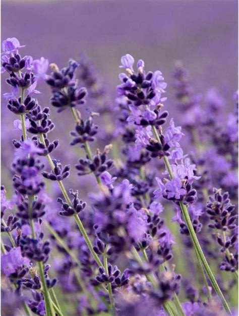 How To Grow Lavender From Seed Growing Lavender Small Flowering