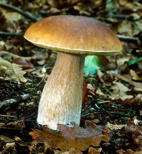 Wild Edible Mushrooms And Truffles Of Oregon Delishably