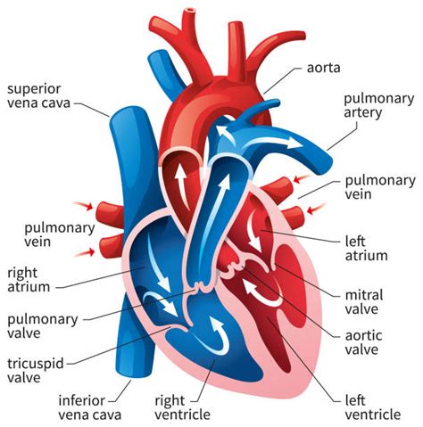 Heart Valves Diagram Stock Vectors Istock