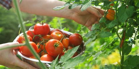 How To Grow Tomatoes How To Use Tomato Grow Bags Properly