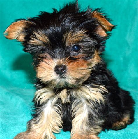 Some designer breed dogs are friendly with strangers and some are. Minnesota Yorkie Tails - APRIL 2016 Tiny Yorkshire Terrier Puppies