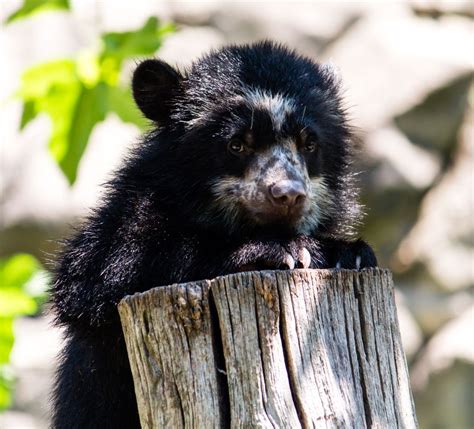 The Adorable Andean Bear Cub At The National Zoo Smithsonian Photo
