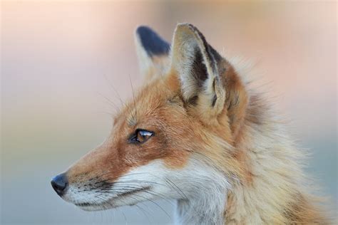 Red Fox Profile Red Fox Male Hanzy2012 Flickr
