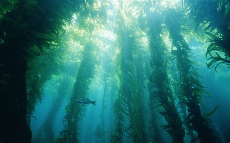 Southern Californias Kelp Forests Fall 2015 Final Project