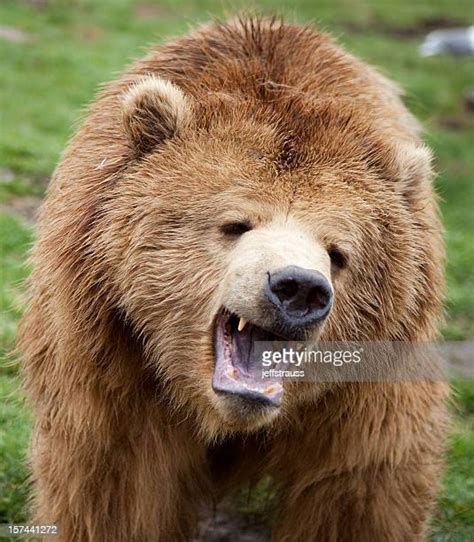Grizzly Roar Photos And Premium High Res Pictures Getty Images