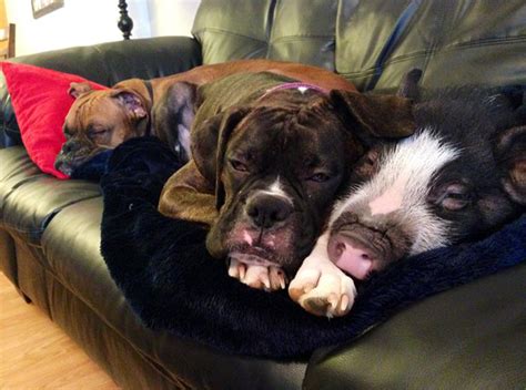 Cute Photos Of Puppies And Pigs The Only Way To Celebrate National Pig