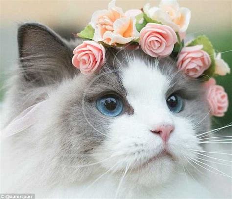 En Güzel Kedi Resimleri Evcil Hayvan Bloğu