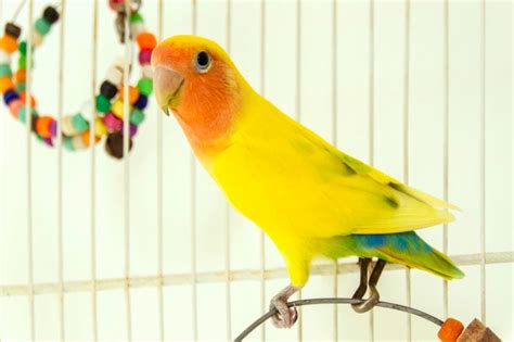 The Best Pet Birds For Kids