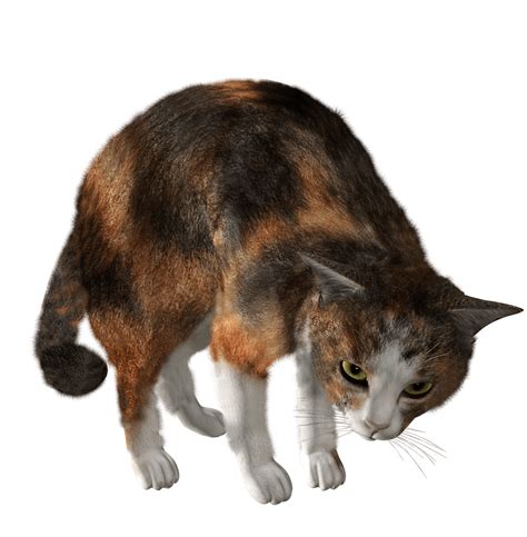 Download Cat Png Image Download Picture Kitten Hq Png Image Freepngimg