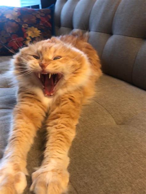Psbattle Yawning Cat Photoshopbattles